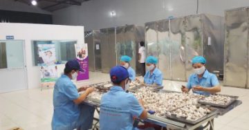 Tỏi đen Linh Đan được sản xuất công phu như thế  nào? Hãy xem các chuyên gia ‘bật mí’!