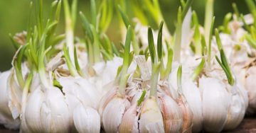 Tỏi rất tốt, tỏi mầm còn tốt hơn