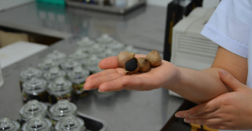 Chuyển giao công nghệ chế biến tỏi đen