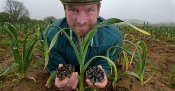 Tác dụng của tỏi đen đối với sức khỏe như thế nào? Tỏi đen là gì?